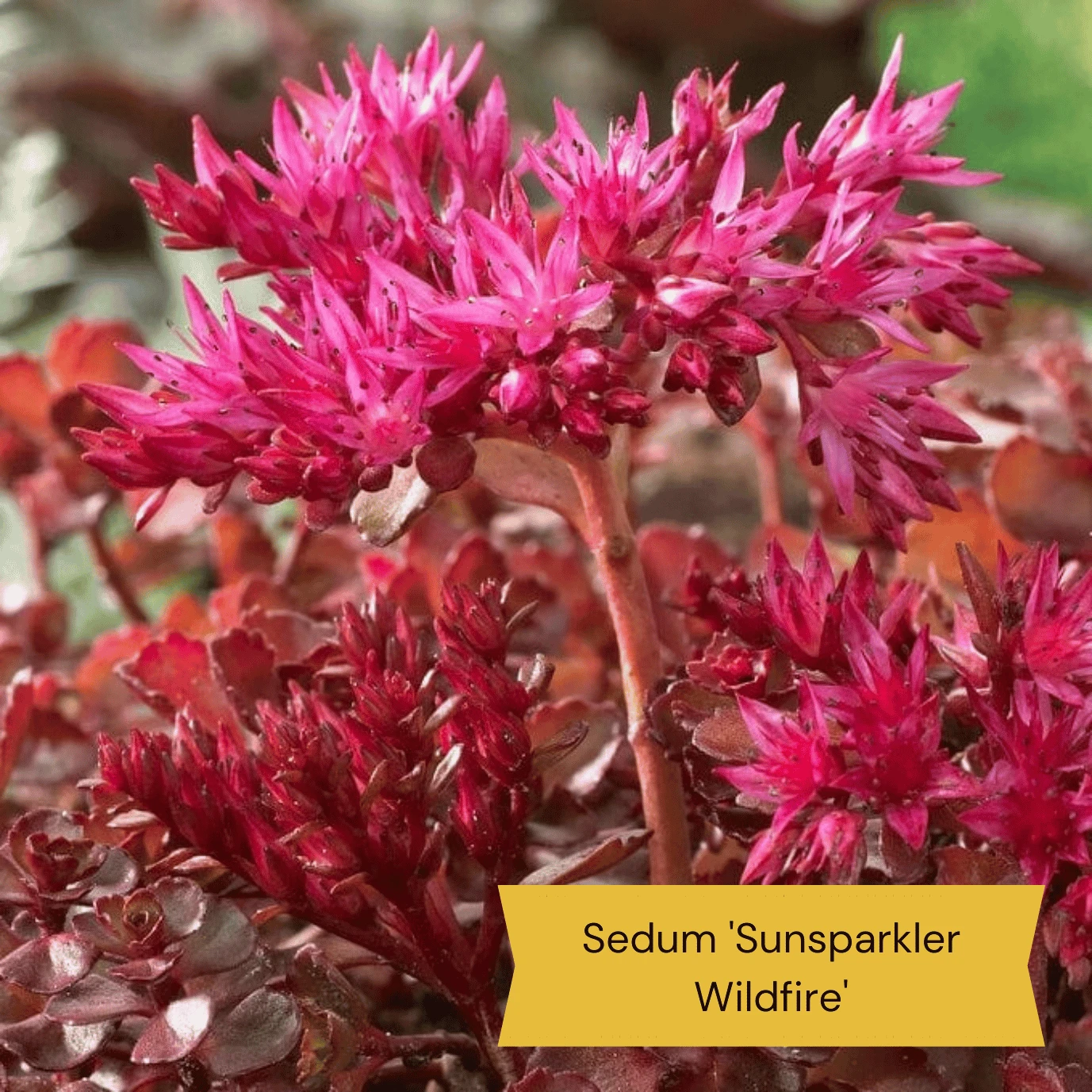 Sensory Garden Plants | Tactile, Bright & Fragrant 6 Sensory Garden Plants | Tactile, Bright & Fragrant - Image 4