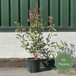 Photinia 'Red Robin' 16 Photinia 'Red Robin' -Garden Living Store 3 b7201c58 b4ae 4adc b36d 73d905e78876
