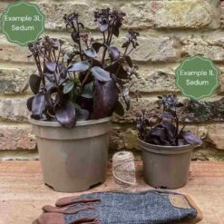 Sedum 'Sunsparkler Lime Zinger' -Garden Living Store 3 bd97e1b8 c0f0 45e7 9db1 c78957035d07