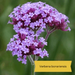 Best Tall Flowers | Perennials For Colour And Height -Garden Living Store 3 d0d2a7b5 418d 4a62 9dc1 c70de579fdba