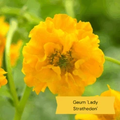 Geums Are Forever Collection -Garden Living Store 3 dac91ab4 64d4 42a2 89e6 7b04f8f6d937