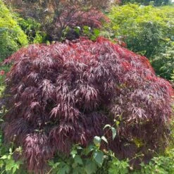 Red Weeping Japanese Maple Tree | Acer Palmatum 'Garnet' -Garden Living Store 40