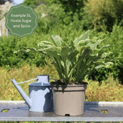 Hosta 'Sugar & Spice' -Garden Living Store 47 374c027b 3d64 4403 9e7d 2a49de52e6d8