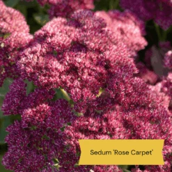 Sensory Garden Plants | Tactile, Bright & Fragrant 14 Sensory Garden Plants | Tactile, Bright & Fragrant -Garden Living Store 4 1842bcc6 2f64 4592 8dc3 7ec0c70f8cea