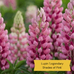 Best Tall Flowers | Perennials For Colour And Height -Garden Living Store 4 23dd553d 857d 40c1 946c 56ab2ddc58ad