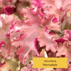 The All Year Round Heuchera Collection -Garden Living Store 4 b61acf56 aa11 4ab4 85c2 3da2b41a4837