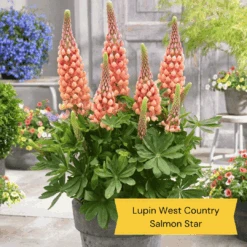 West Country Lupin Collection -Garden Living Store 4 cda8f4cd ed82 45a5 8fce 044d9f10f429
