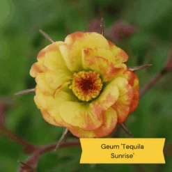 Geums Are Forever Collection -Garden Living Store 5 29cd16f2 5951 4643 8814 e1219b043325