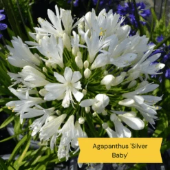 Top Tall Perennials | Plants For Height And Structure -Garden Living Store 5 485e8806 0f1c 43a6 ba75 0fe8eeab04b9