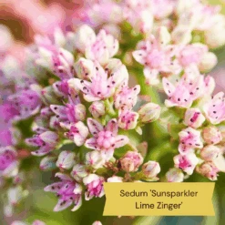 Sensory Garden Plants | Tactile, Bright & Fragrant 15 Sensory Garden Plants | Tactile, Bright & Fragrant -Garden Living Store 5 66366143 50fb 4375 be7b 6ac9a302c8e8