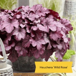 The All Year Round Heuchera Collection -Garden Living Store 5 bd1b4245 f88b 42dd 9c4a e35a37bbf088