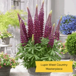 West Country Lupin Collection -Garden Living Store 5 ff6c93ca 5af3 47c2 acc4 7336daa3b7fb