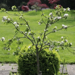 'Discovery' Semi-Dwarf Apple Tree 15 'Discovery' Semi-Dwarf Apple Tree -Garden Living Store 6 4ad16f60 ffe1 4e89 9a19 19754bd35370