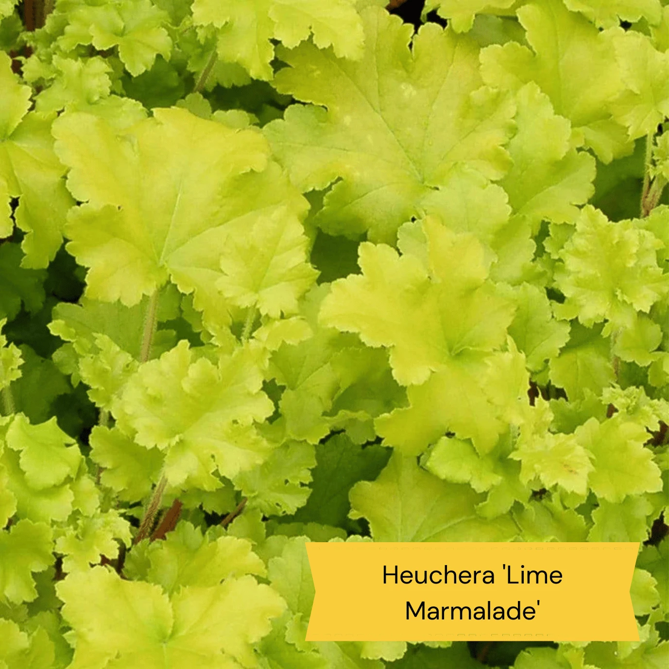 Best Ground Cover Plants | A Carpet Of Flowers 9 Best Ground Cover Plants | A Carpet Of Flowers - Image 7