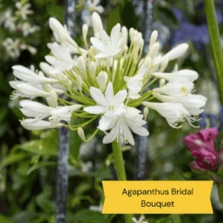Best Tall Flowers | Perennials For Colour And Height -Garden Living Store 6 c2c77175 3aa4 49a5 8066 b570c77636e2