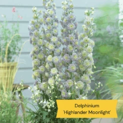 Best Tall Flowers | Perennials For Colour And Height -Garden Living Store 7 2105d4aa 7e4c 4e7d aca4 5ba28866c6e8