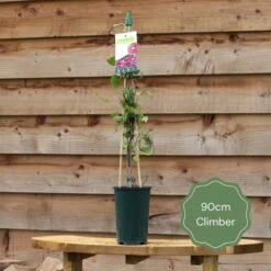 'Rosa Banksiae 'Alba Plena' | Rambling Rose -Garden Living Store 90cm Climber 15c2fa12 312b 437e 82bf 3eefc893bb7a