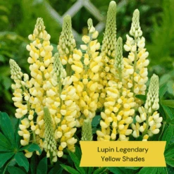 Top Tall Perennials | Plants For Height And Structure -Garden Living Store 9 27d1ab8e d7f5 47e6 964e 1b936bd94d27