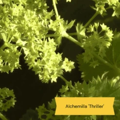 Best Ground Cover Plants | A Carpet Of Flowers 23 Best Ground Cover Plants | A Carpet Of Flowers -Garden Living Store 9 8dafed11 8be0 4fd6 9703 440d32544ae9