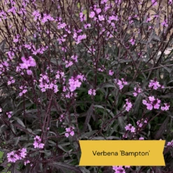 Best Tall Flowers | Perennials For Colour And Height -Garden Living Store 9 cabc3cc2 0acc 4197 934d 61a2e42cc16d