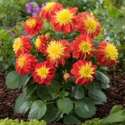 12 Annuals For Pots | The Waterloo Sunset Collection | Petunia, Dahlia & Begonia -Garden Living Store AB0024 1 1ce64d65 47d7 4560 9627 39a044dee6f1