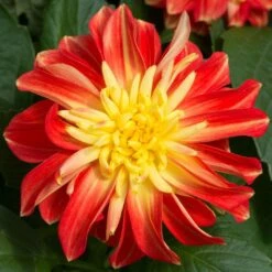 12 Annuals For Pots | The Waterloo Sunset Collection | Petunia, Dahlia & Begonia -Garden Living Store AB0024 2 a8038d7c d177 4938 afd5 9349fecdd701