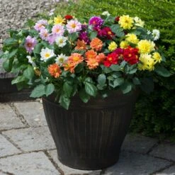 40 Mixed Dahlia 'Figaro' Plug Plants -Garden Living Store AB0101 1