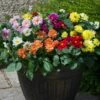 40 Mixed Dahlia 'Figaro' Plug Plants -Garden Living Store AB0101 2