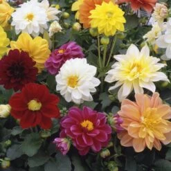 40 Mixed Dahlia 'Figaro' Plug Plants -Garden Living Store AB0101 3