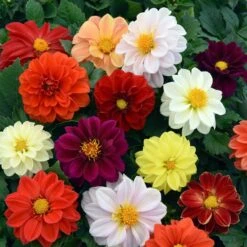 40 Mixed Dahlia 'Figaro' Plug Plants -Garden Living Store AB0101 4