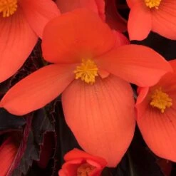 12 Annuals For Pots | The Waterloo Sunset Collection | Petunia, Dahlia & Begonia -Garden Living Store AB0109 6 81c7ee0f 866b 4002 a2a7 e017471f5e7f