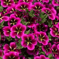 12 Annuals For Hanging Baskets | The Dark Side Of The Moon Collection | Calibrachoa, Petunia & Dahlia 13 12 Annuals For Hanging Baskets | The Dark Side Of The Moon Collection | Calibrachoa, Petunia & Dahlia -Garden Living Store AB0111 2 54af6409 6655 47aa aaac 99becddd428e