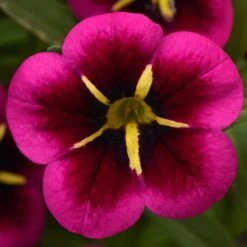 12 Annuals For Hanging Baskets | The Dark Side Of The Moon Collection | Calibrachoa, Petunia & Dahlia 12 12 Annuals For Hanging Baskets | The Dark Side Of The Moon Collection | Calibrachoa, Petunia & Dahlia -Garden Living Store AB0111 5 e03dc071 f4fe 45b7 8763 f797d6ef1afb
