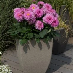 Dahlia Dalina Maxi 'Salinas' Jumbo Plug Plants -Garden Living Store AB0114 1
