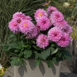 Dahlia Dalina Maxi 'Salinas' Jumbo Plug Plants -Garden Living Store AB0114 2