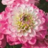 Dahlia Dalina Maxi 'Salinas' Jumbo Plug Plants -Garden Living Store AB0114 4