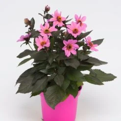 Dahlia 'Happy Days Pink' Jumbo Plug Plants -Garden Living Store AB0116 1