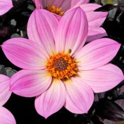 Dahlia 'Happy Days Pink' Jumbo Plug Plants -Garden Living Store AB0116 3