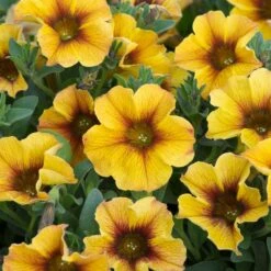 12 Annuals For Pots | The Waterloo Sunset Collection | Petunia, Dahlia & Begonia -Garden Living Store AB0135 5 d4a221e9 6679 4af5 bd27 c420f200752b