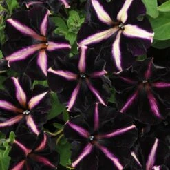 12 Annuals For Hanging Baskets | The Dark Side Of The Moon Collection | Calibrachoa, Petunia & Dahlia 15 12 Annuals For Hanging Baskets | The Dark Side Of The Moon Collection | Calibrachoa, Petunia & Dahlia -Garden Living Store AB0137 3 816644ca fc56 4e51 b779 8d52539b8e7c