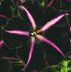 12 Annuals For Hanging Baskets | The Dark Side Of The Moon Collection | Calibrachoa, Petunia & Dahlia 14 12 Annuals For Hanging Baskets | The Dark Side Of The Moon Collection | Calibrachoa, Petunia & Dahlia -Garden Living Store AB0137 4 cc5c2062 f44f 4f8e 985c 94b970dbd480