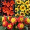 12 Annuals For Pots | The Waterloo Sunset Collection | Petunia, Dahlia & Begonia -Garden Living Store ABCOL10 1