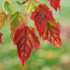 Viper Acer Tree | Acer Davidii | Snake Bark Maple 1 Viper Acer Tree | Acer Davidii | Snake Bark Maple -Garden Living Store Acer davidii grosseri parc floral