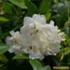 'Rosa Banksiae 'Alba Plena' | Rambling Rose 1 'Rosa Banksiae 'Alba Plena' | Rambling Rose -Garden Living Store Alba 1