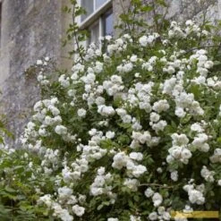 'Rosa Banksiae 'Alba Plena' | Rambling Rose -Garden Living Store Alba 3 fb9bc423 e321 4954 addf ed0556215de3
