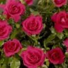 'Castle Avila' Patio Shrub Rose -Garden Living Store Avila Castle Poulcas031 N