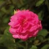 'Palace Truly Loved' Floribunda Rose -Garden Living Store Avila Palace Poulpal044 N