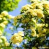 'Rosa Banksiae 'Lutea' | Rambling Rose -Garden Living Store Bank 1