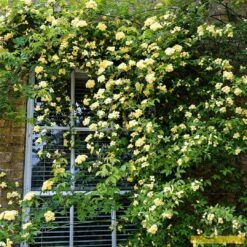 'Rosa Banksiae 'Lutea' | Rambling Rose -Garden Living Store Bank 3