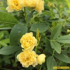 'Rosa Banksiae 'Lutea' | Rambling Rose -Garden Living Store Bank 4